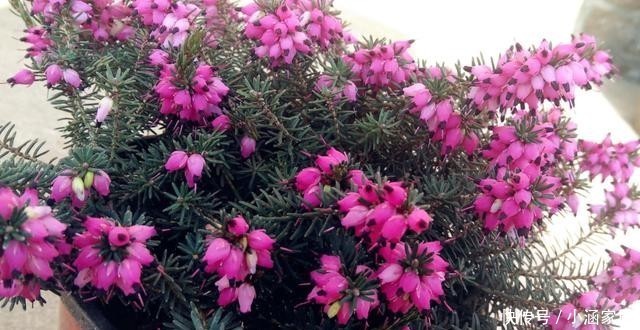  雪地|这5种花，居然在冬天的雪地里都能开花！