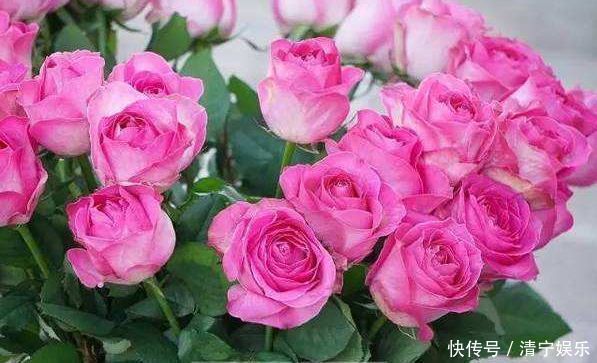 喜欢玫瑰,不如养”高端玫瑰“糖果雪山,甜蜜如糖果,粉嫩诱人