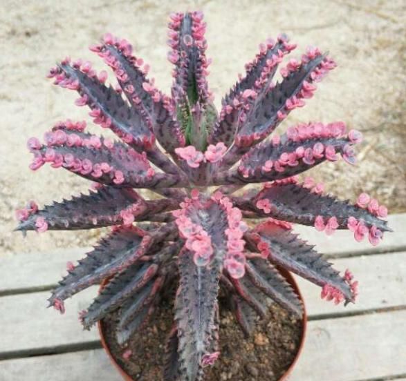 想养多肉但怕养不好？那就选择“它们”，不仅可爱极了，还超好养