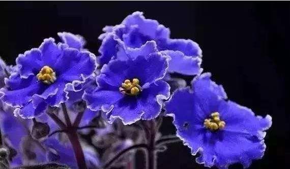 几款花卉养在家里,冬天一样开花,花色繁多易爆盆,娇艳欲滴