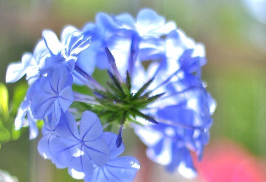 闲时修篱种花，笑看花草缤纷四季，夏季怎能少了蓝雪花