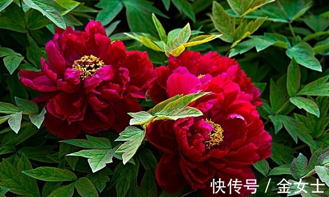 花友|擦亮眼睛,别被“花贩骗子”蒙蔽,轻易入手这4款植物