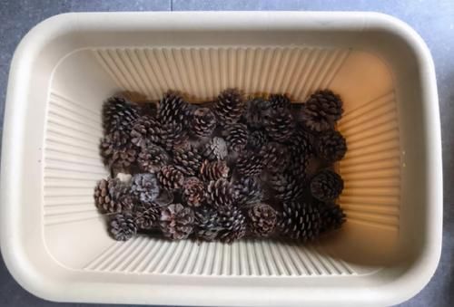 发财树烂根、叶片枯黄耷拉，养花人别灰心，调整这2点就好了