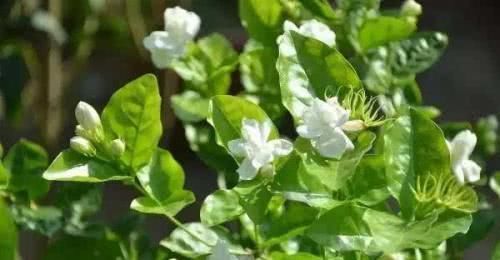 茉莉花|喜欢养花,就养茉莉花,按照它的习性养,不黄叶,开出层叠“群花”