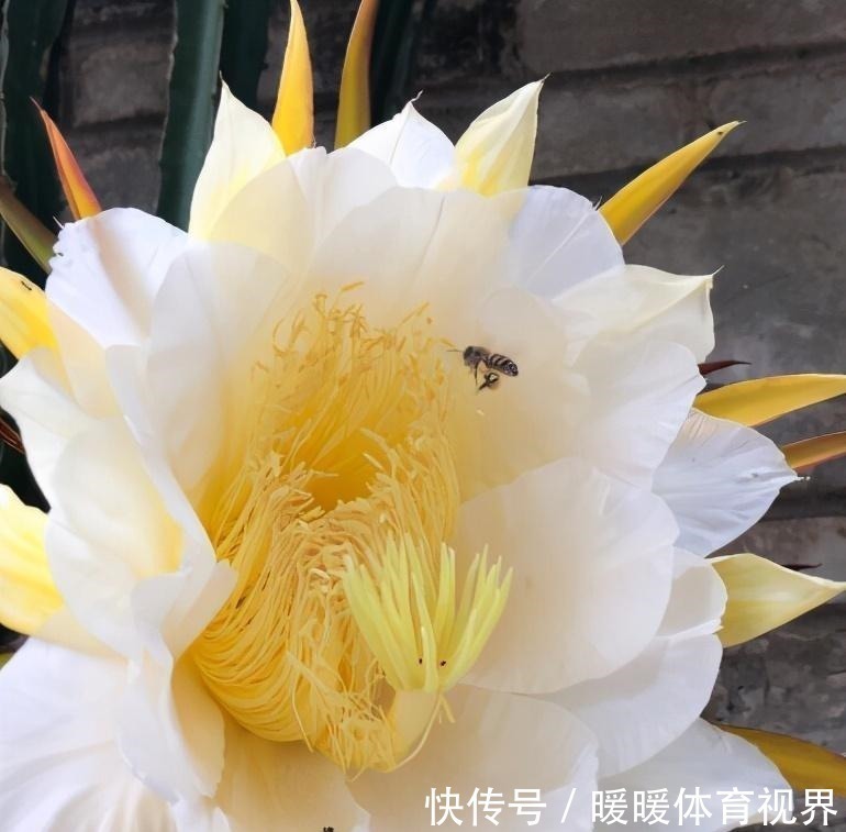 福星高照|谁老公是属这4个生肖,千万别嫌他穷,越老越有钱。