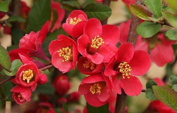 4种花现在养刚刚好,冬天开花很漂亮,对待新手很友好