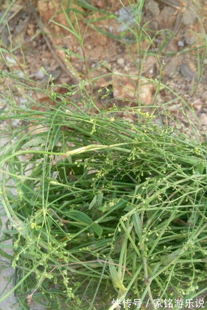 总管|农地里的“草”,人称“蛇总管”,是味镇痛抑毒的良药