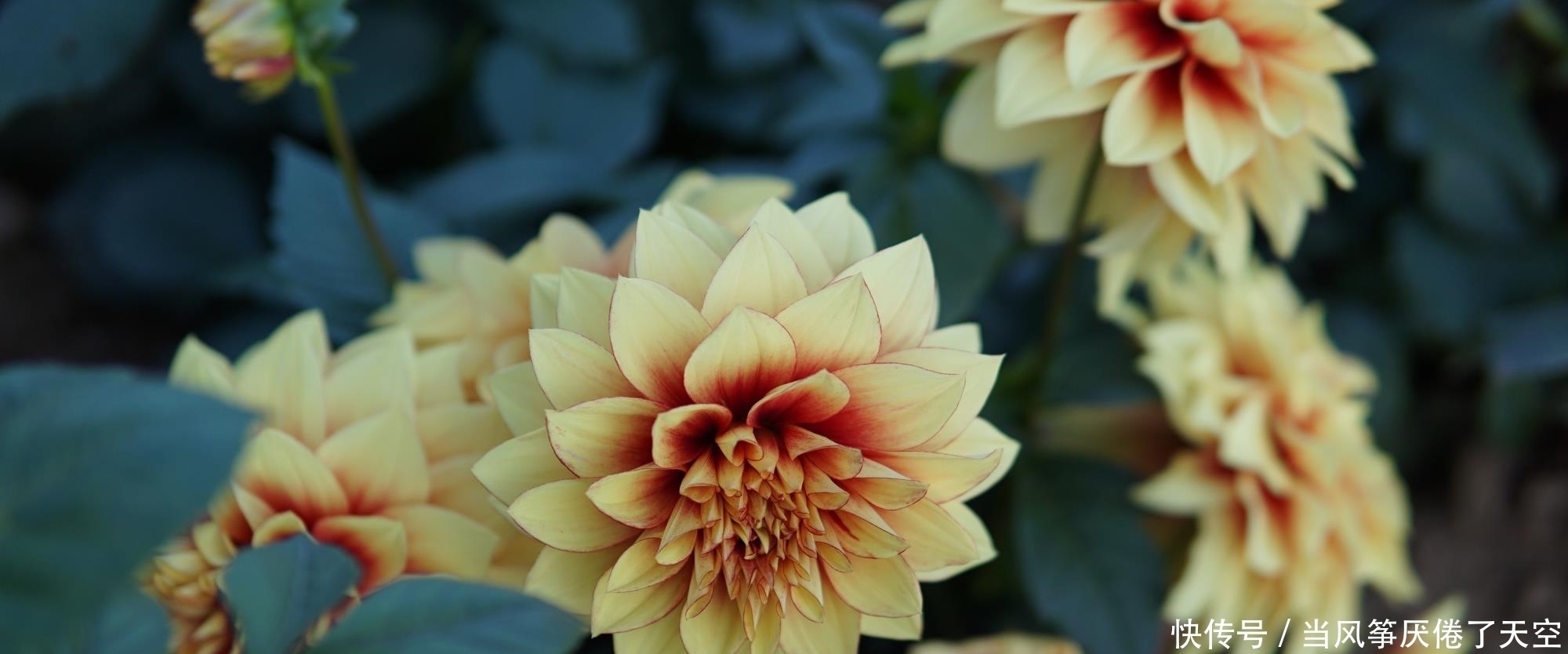 此花,美过荷花,艳过牡丹,一年能开200天,比养君子兰强多了