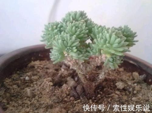 消毒|养花土从不不消毒？难怪养花总是长不好，教你1招，养啥都旺！