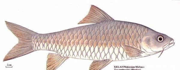 这条鱼只吃树上野果,每公斤3500元,蔡澜说它就是世界上最贵的鱼