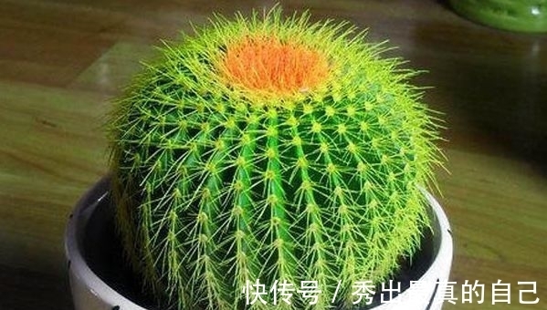 养护仙人球别再施磷肥了!4种粪便浑身是宝,施肥仙人球效果特好