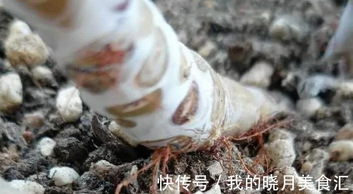多肉长出气根怎么办,不妨将计就计,为根系打造备胎
