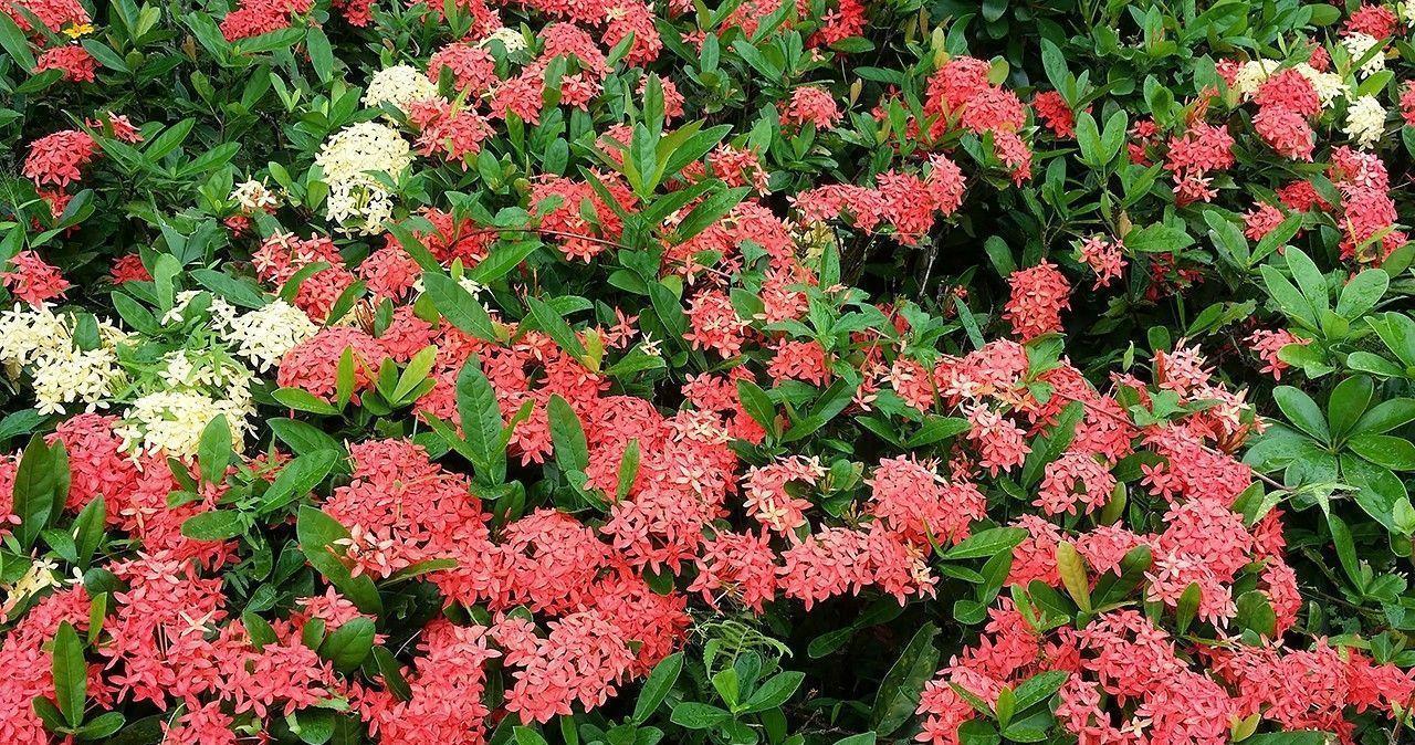 龙船花怎么养?养好龙船花,你需要这么做