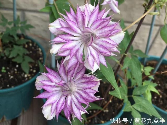 1种花现在剪,芽窜得更多,开出整面大花墙