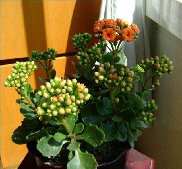 满头|她家的长寿花,满头花苞,一茬接一茬,原来是浇了“这种水”!