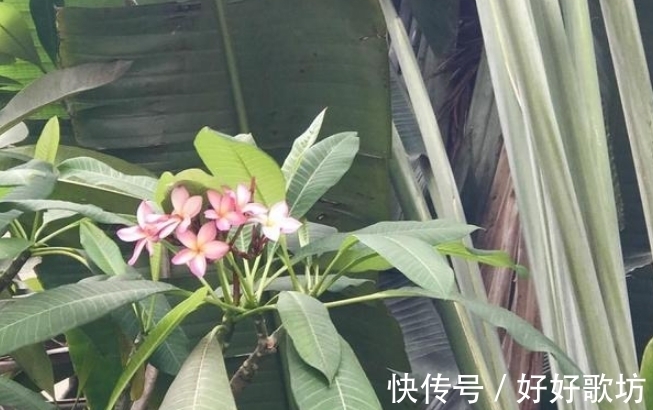 素馨花|此花是涅槃之花，给人一种满怀希望的动力，为人们带来无尽希望！