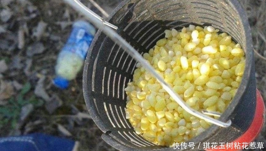 大板|大板鲫不咬钩,只怪天气不好?老钓手换用这套钓法,刚下竿就中鱼