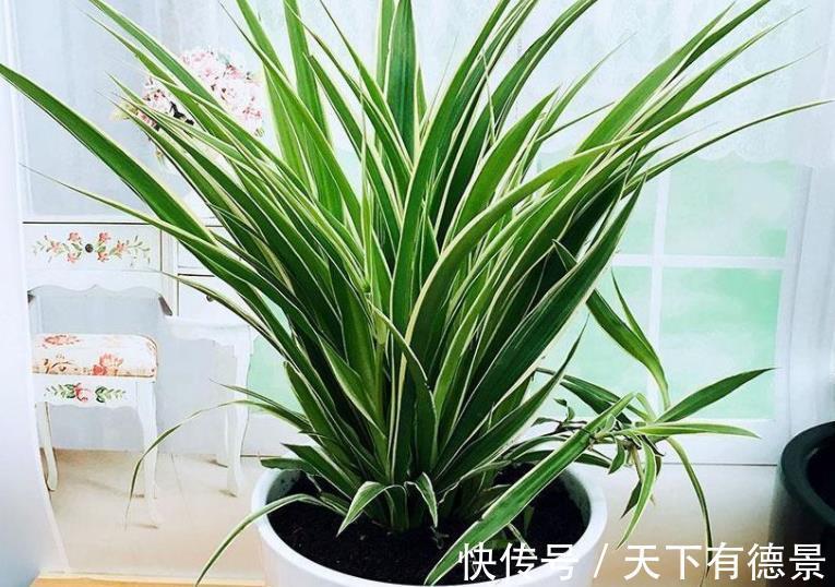 长势|养吊兰只会这一招,难怪叶尖发黄长势差,赶紧改正四季油绿