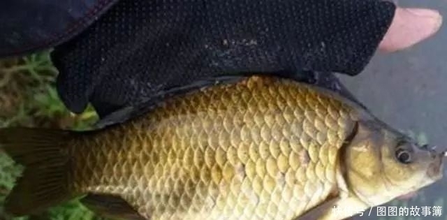 专攻大鲫鱼的2款特制饵料,上鱼速度真快其他统统靠边站