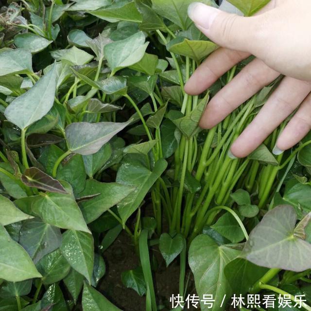红薯|秋天剪下1根红薯藤,插盆土里,一个冬天吃不完,收获一茬又一茬