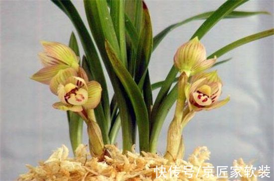 什么兰花品种最贵?这十种兰花,最贵的你都想不出价格