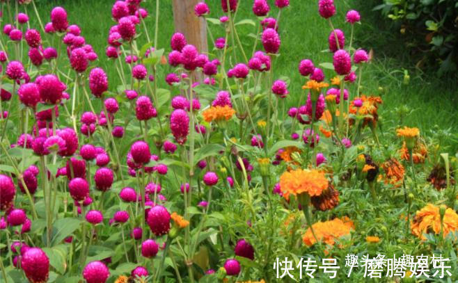 蛇莓|小时候常见又叫不上名的植物,终于知道叫啥了,太全了