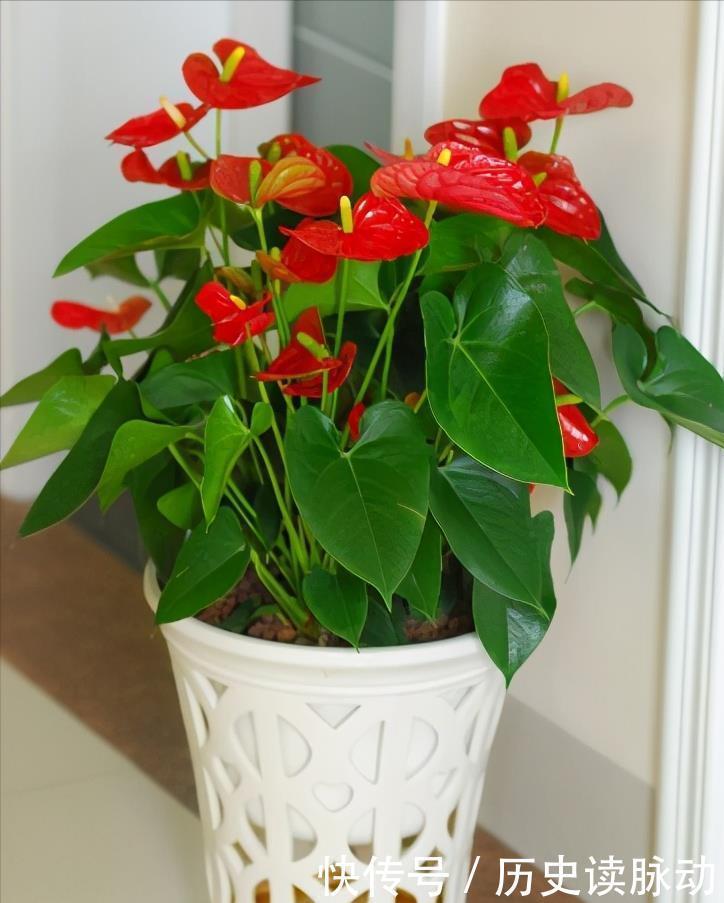 红掌这样养，花开巴掌大，油亮像打蜡，一片叶子一朵花