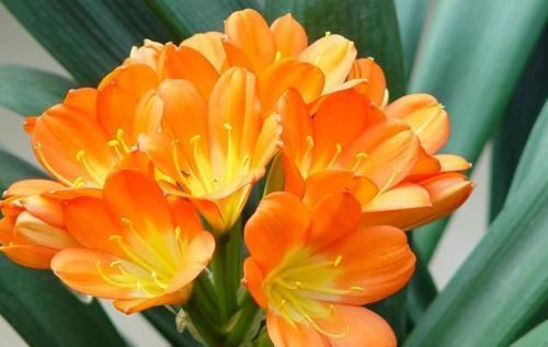 新手养君子兰，教你一招，开花不用靠运气，养一盆开一盆