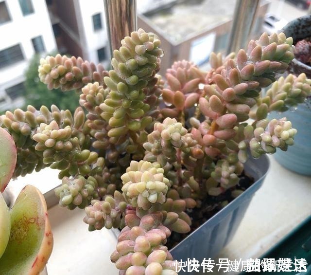 春天养多肉,半个月就变成“胖墩子”,叶子又肥又圆!