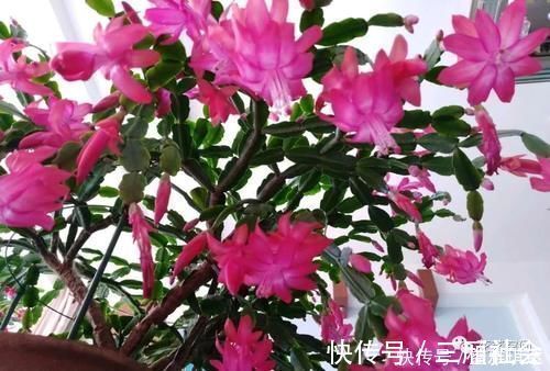花芽|三角梅,蟹爪兰开花少,教你一个“土方法”,轻松爆花!
