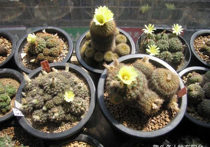 士童|误以为仙人掌很难开花,凑齐“4个条件”,开花一点不稀奇!