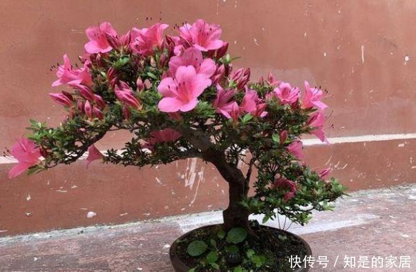 叶片|杜鹃花叶子发黑怎么办?知道原因是关键