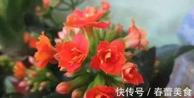家人|最适合家人养的四种花，健康长寿又养心！