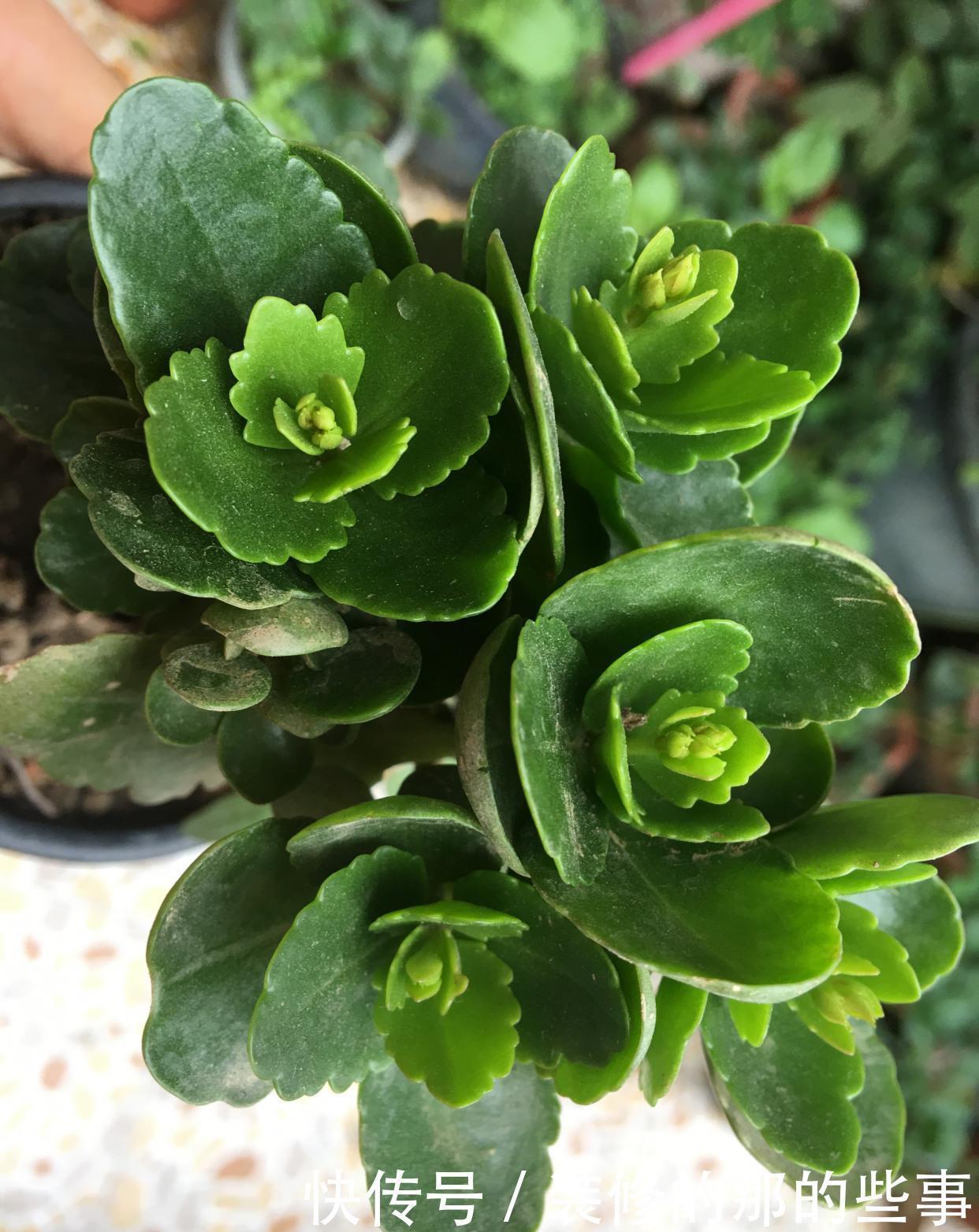 长寿花|让长寿花开花,做好“两点”,叶子又绿又壮,花苞多开花快