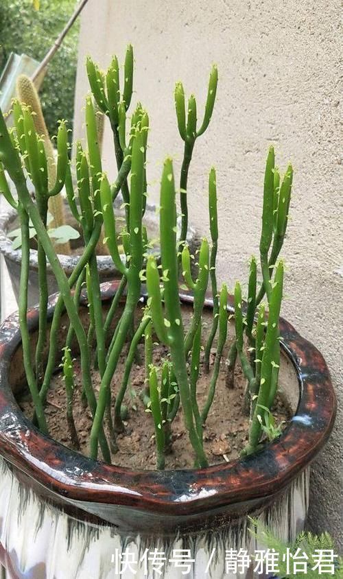 危害|家里不能养的花,这3类绿植,白送都不要,危害巨大不建议养