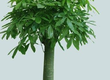 居家养花有讲究,这三种肥料比花肥好用100倍,养啥都能长爆盆