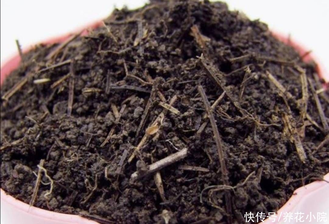 松针土|家里养花多，自制营养土，好用又省钱