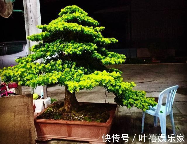养花高手养护罗汉松有”绝招“，叶子“油绿”不在变黄。
