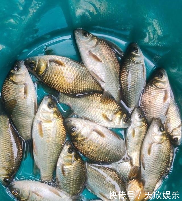 向高龄钓友请教的“摇三摇”钓法,毫无保留的分享给大家