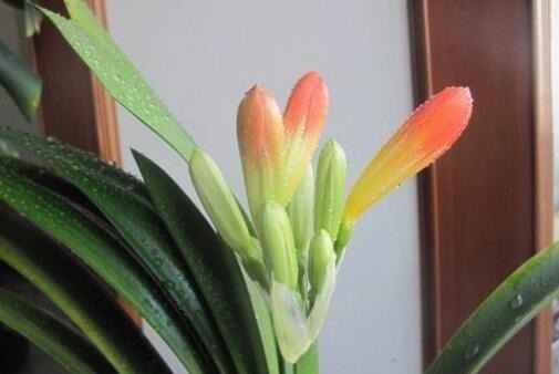 根叶|李大爷养君子兰,就浇这“2种水”,一年最少2次花,太养根了!