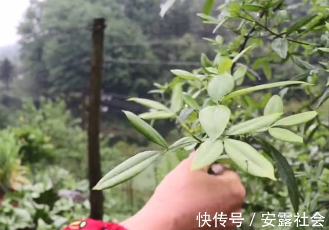 脘腹冷痛|一种自带香味的叶子，农村大妈摘来油炸，吃着味道比花椒还香