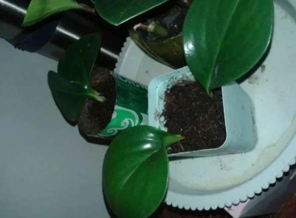 三种花很好养,叶子落地就有新根,不久就可轻松做到爆盆!