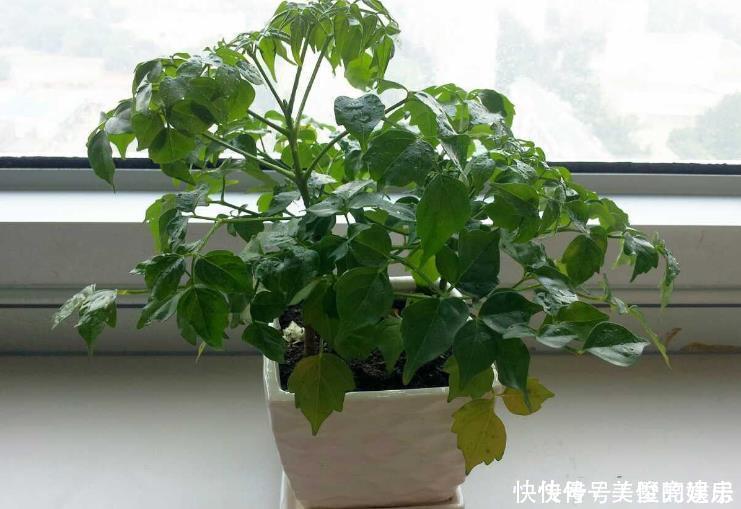 人养花,花也养人4种花养家里镇宅旺财,尤其是最后一种