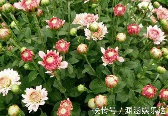 天热阳台该种植什么花15种''抗晒''植物，盆栽赏花不犯愁