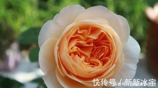 名花|此花貌美，仙气十足，一年开300多天，花量大又好闻，是月季名花