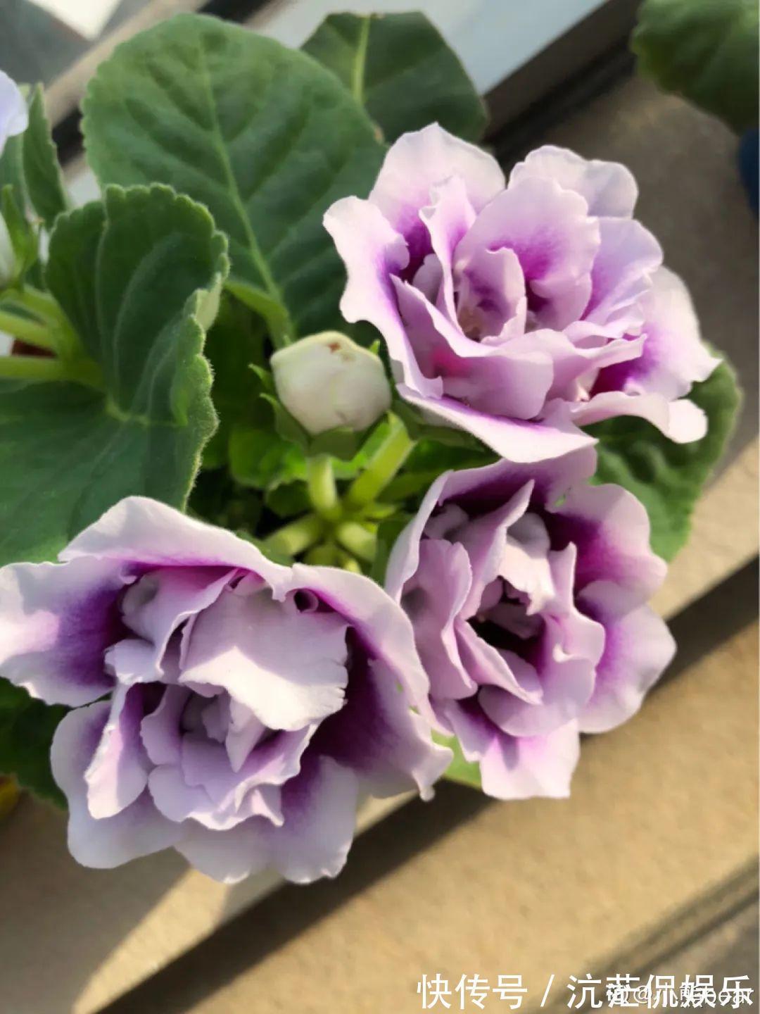 大岩桐|君子兰千万别喷水，一喷水就烂叶，3天就要死翘翘！