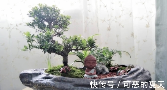 家庭养花:该怎么合理“混搭”蛋壳、白醋?