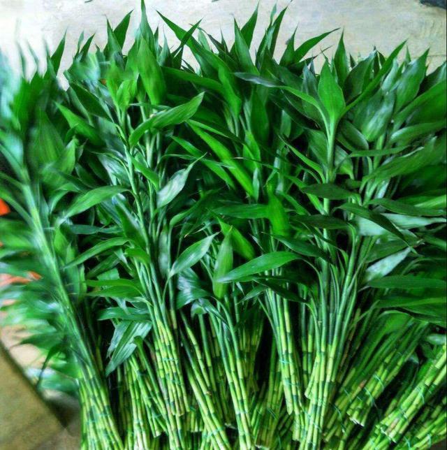 富贵竹都能养死这几点不注意就黄叶，没几天就死翘翘