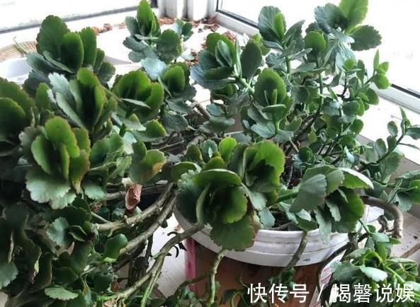 新人养花想得心应手,需注重3个小技巧,掌握到位养啥花都不难