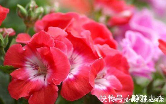 沙漠玫瑰|4种花号称贵族花,尊贵大气,开花时如梦如幻